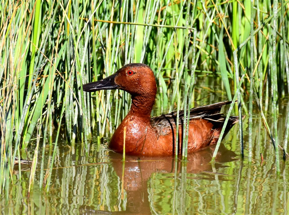 Cinnamon teal at Seedskadee National Wildlife Refuge