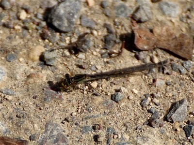 Damselfly at Lunch Time_04