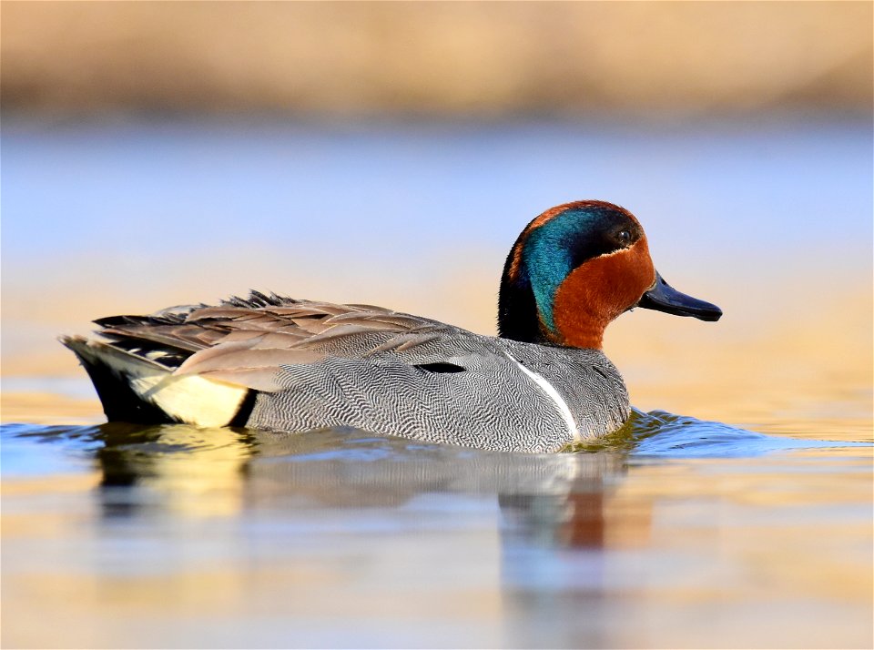Green-winged teal at Seedskadee National Wildlife Refuge