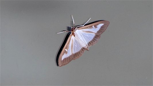 Cydalima perspectalis (Buchsbaumzünsler) auf VW Polo GTI Seitenfenster