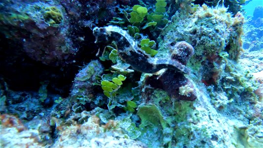 Video of Seahorse Villa Rosa San Andres Colombia