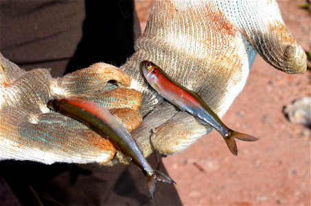 Rainbow Smelt photo