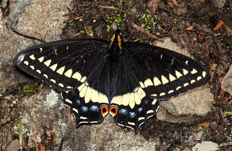 SWALLOWTAIL, INDRA (Papilio indra) (07-19-2022) hart mt pass, okanogan co, wa -01 photo