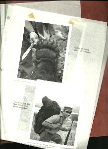 (1957) Hunted Bear Spread