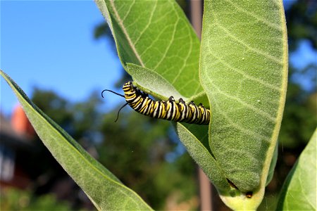 Monarch Butterfly Caterpillar at D.C. Booth Historic National Fish Hatchery