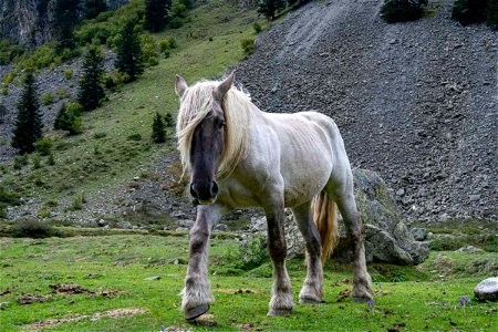 white horse photo