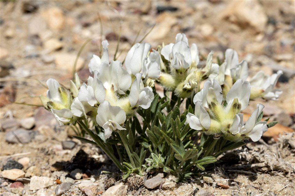 Oxytropis sericea