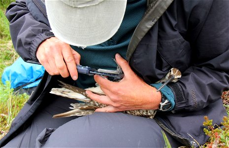 Measure tarsus of Bristle-thighed Curlew photo