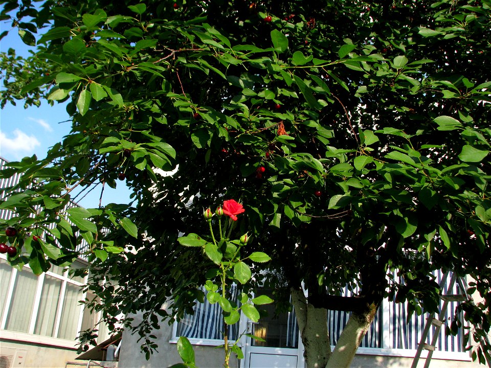 trandaf2009_0623_171249(1)