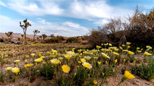 Wide view of Desert dandelions photo