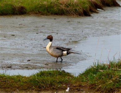 Male northern pintail photo