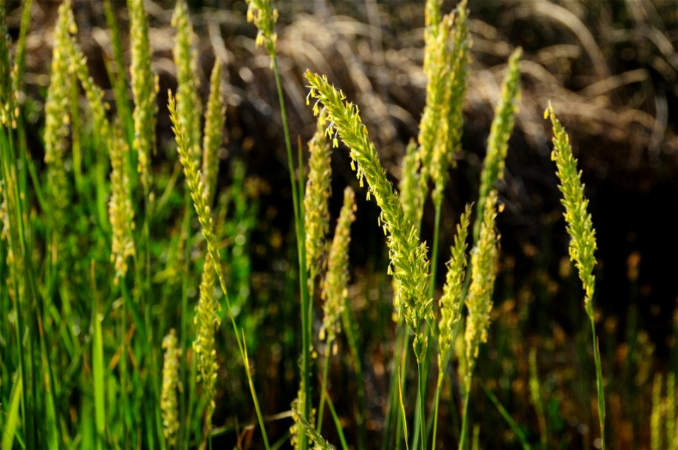 Basin wildrye in flower at Seedskadee National Wildlife Refuge