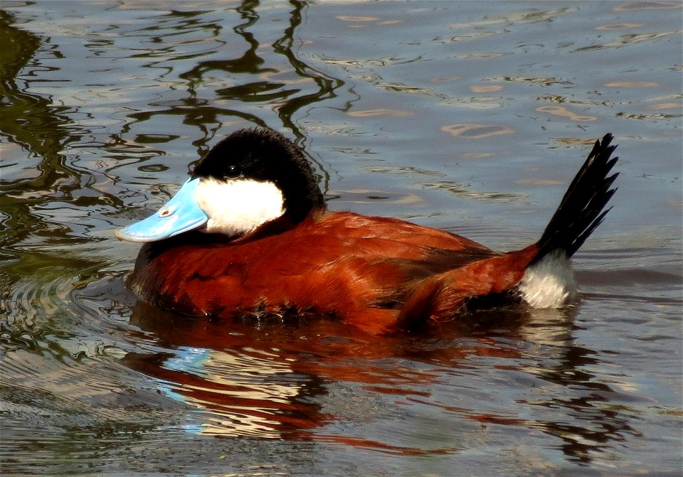 Male ruddy duck