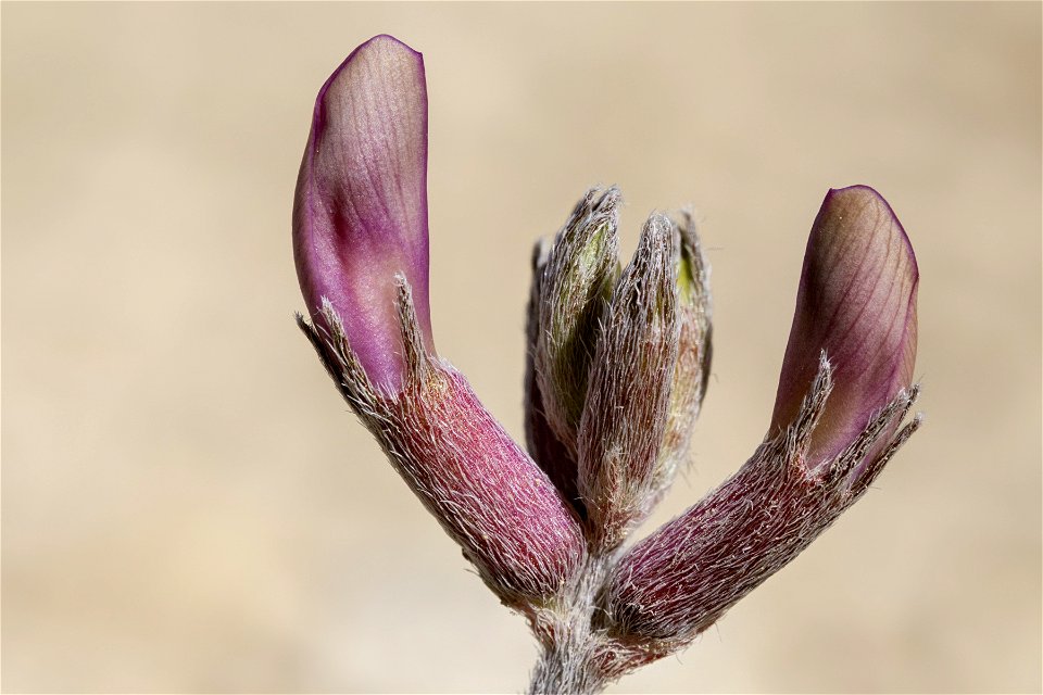 Astragalus missouriensis missouriensis
