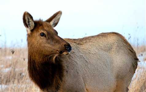 Elk grazing at Neal Smith National Wildlife Refuge photo
