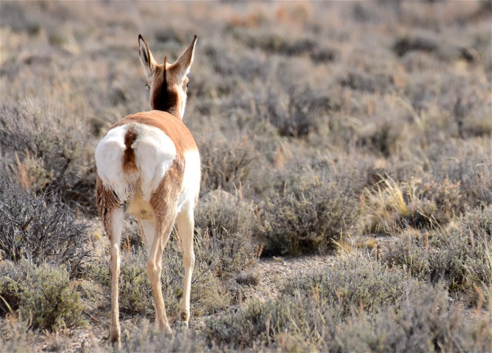 Pronghorn on Seedskadee National Wildlife Refuge