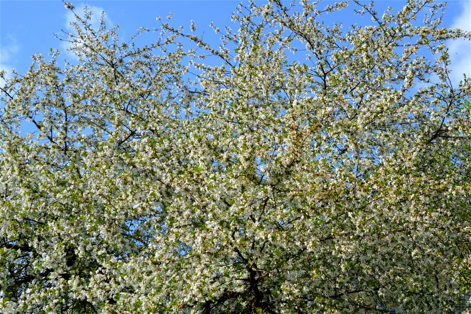 Spring ,April 2023