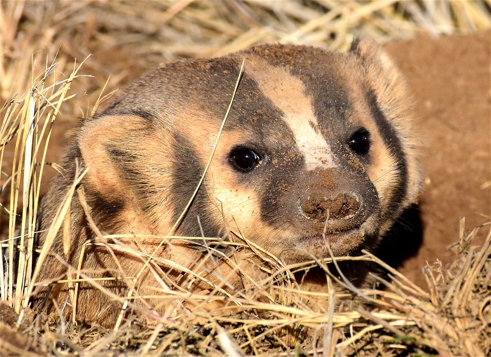 American badger at Arapaho National Wildlife Refuge