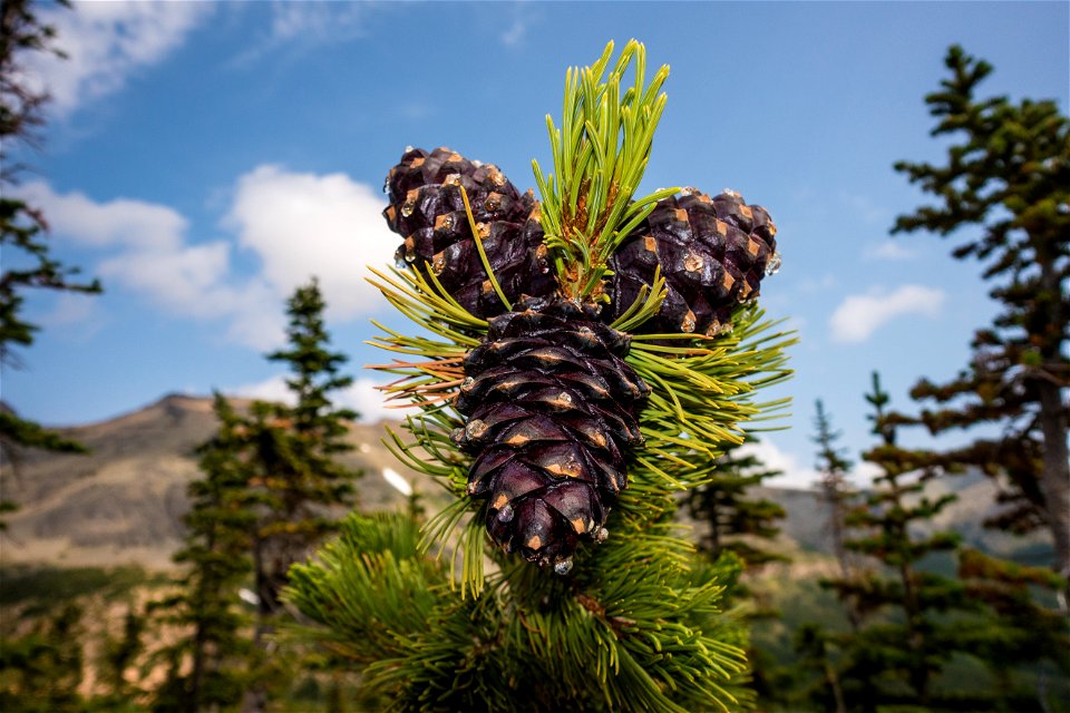 Whitebark Pine Cones photo