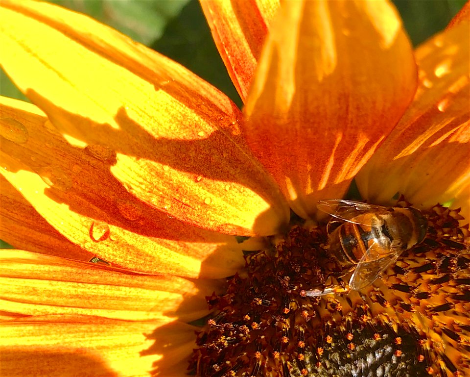 2022/365/272 Always Bee Working