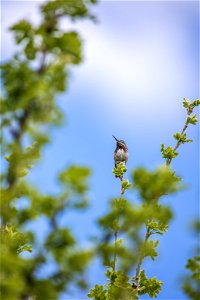 Calliope Hummingbird - Selasphorus calliope photo