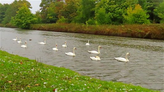 Middlewich Mute Swans photo