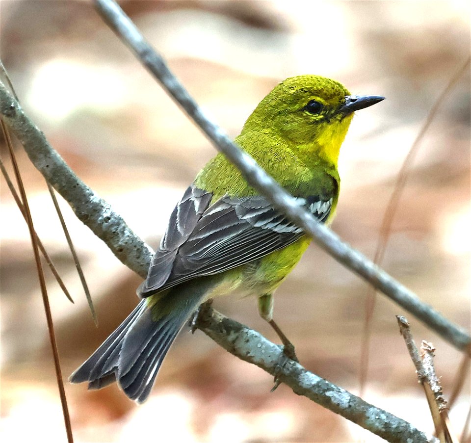 834 - PINE WARBLER (05-15-2023) bay tree lake state natural area, bladen co, nc -07