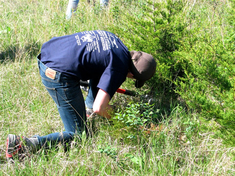 Boy Scout removing Cedar photo