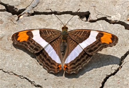 SISTER, BAND-CELLED (Adelpha fessonia) (02-26-2023) national butterfly center, hidalgo co, tx -01