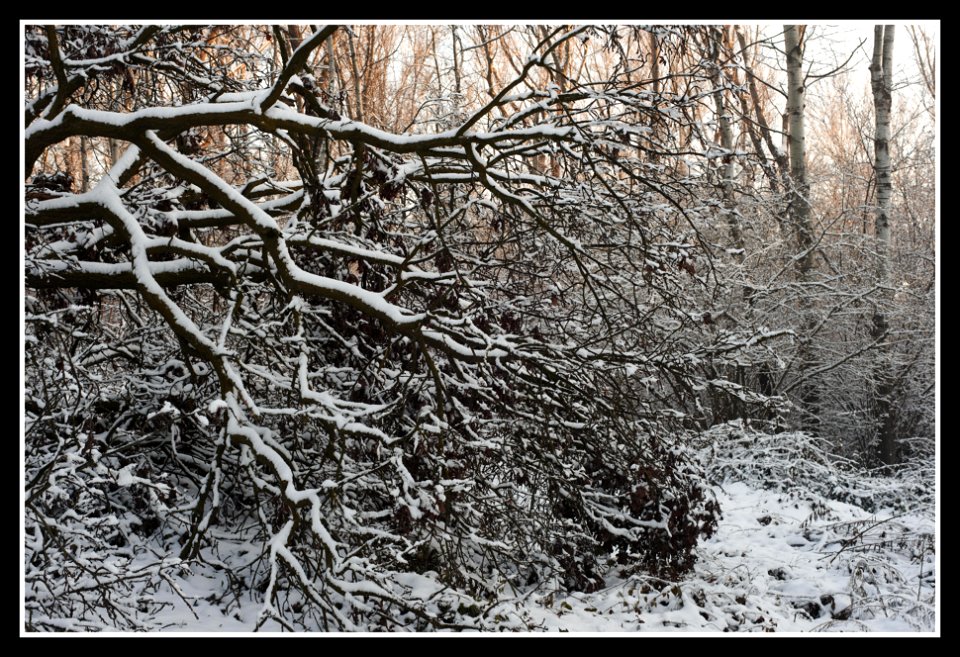 Snow time in the park