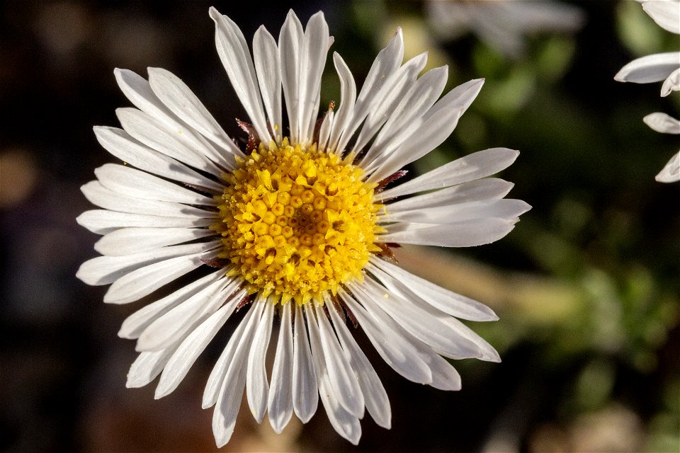 Erigeron compositus