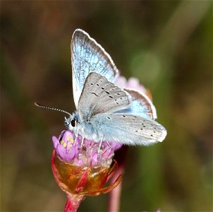 AZURE, ECHO (Celastrina echo) (06-06-2022) north tolowa dunes state park, del norte co, ca -01