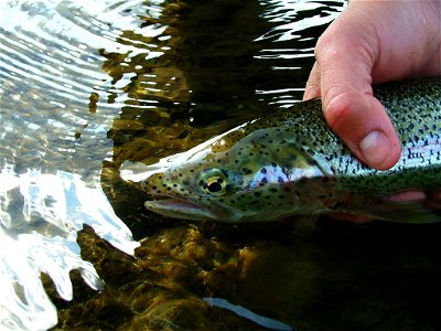 Rainbow Trout being released