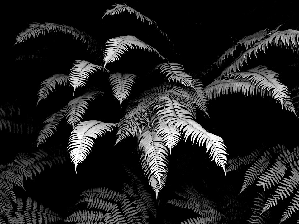 15 BLACK & WHITE STUDIES -   Dust on roadside plants, del norte co, ca (5)