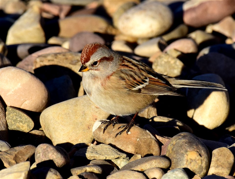 American tree sparrow at Seedskadee National Wildlife Refuge