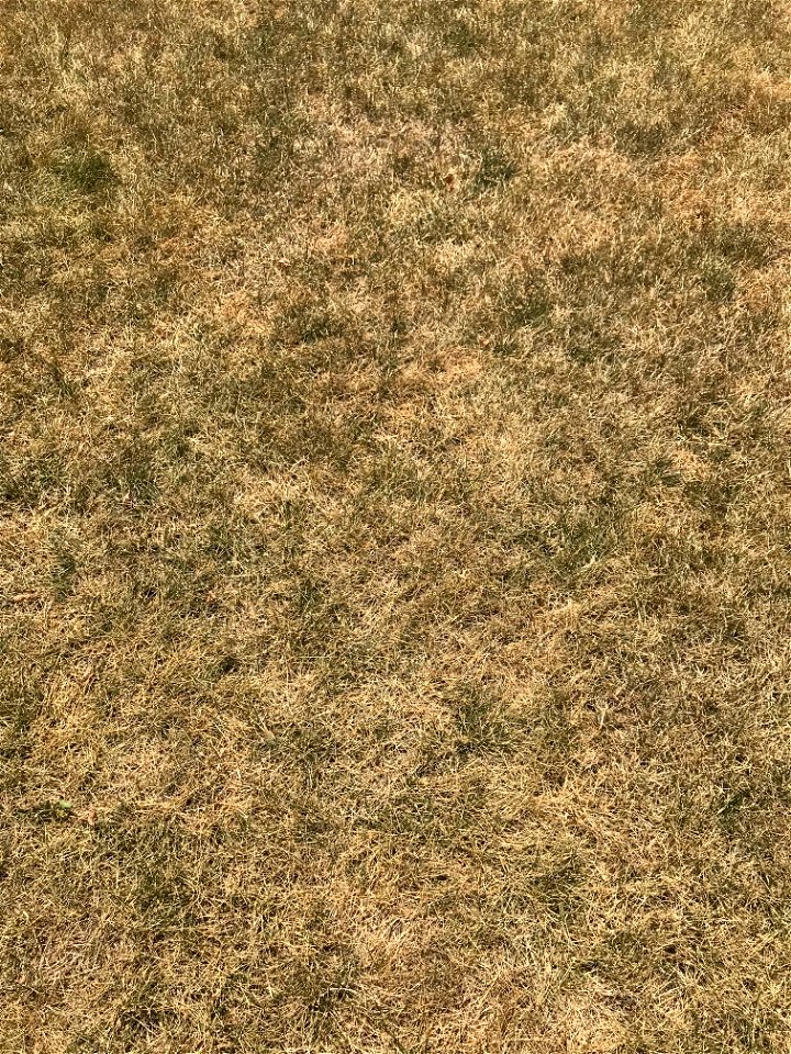 Drought Pic18