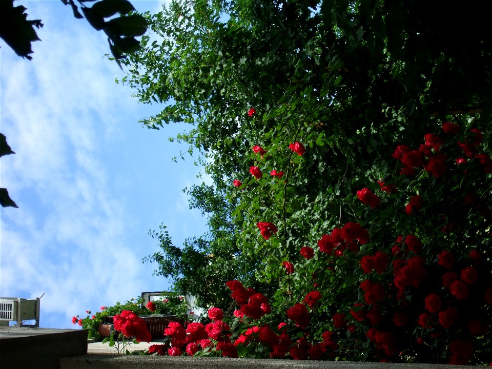trandaf2009_0524_104718
