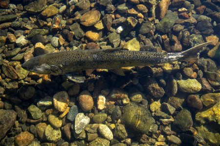 Spring Chinook salmon in Trinity River. Credit: John Heil/USFWS photo