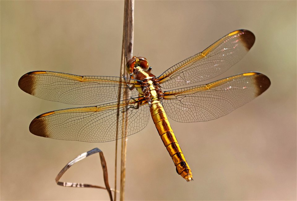 SKIMMER, YELLOW-SIDED (Libellula flavida) (05-12-2023) sandhills gamelands, moore co, nc -02 female