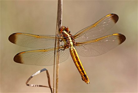 SKIMMER, YELLOW-SIDED (Libellula flavida) (05-12-2023) sandhills gamelands, moore co, nc -02 female