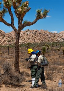 Urban Conservation Corp Members Collecting Joshua Tree Fruit photo