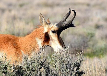 Pronghorn at Seedskadee National Wildlife Refuge photo