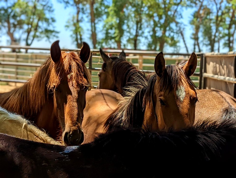 Wild Horse & Burro Adoption at Rancho Murieta