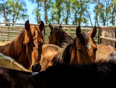 Wild Horse & Burro Adoption at Rancho Murieta