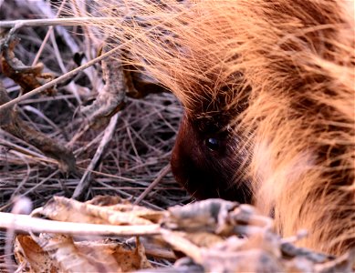 North American porcupine at Seedskadee National Wildlife Refuge