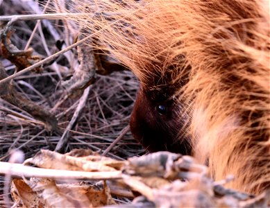 North American porcupine at Seedskadee National Wildlife Refuge photo