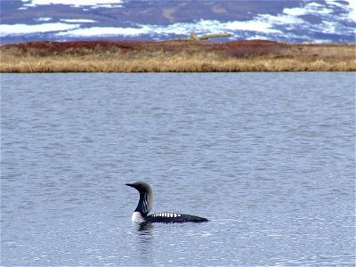 Pacific loon