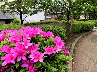Azalea in Higashimurayama-shi