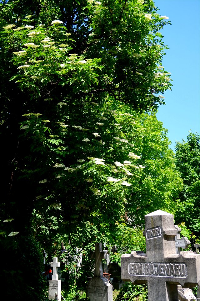 Sfanta-Vineri_cemtery- (25)