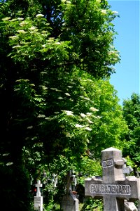 Sfanta-Vineri_cemtery- (25)